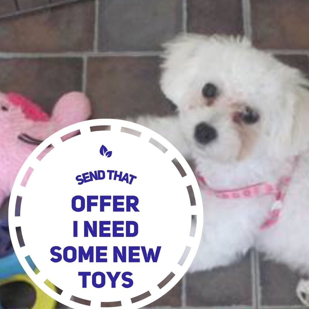 Help a pampered Princess